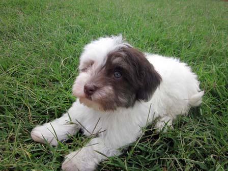white-chocolate-havanese-puppy-breeder-utah-and-wyoming